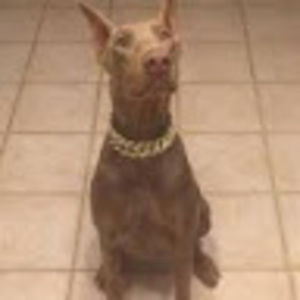 Meet your Posher, Jeni